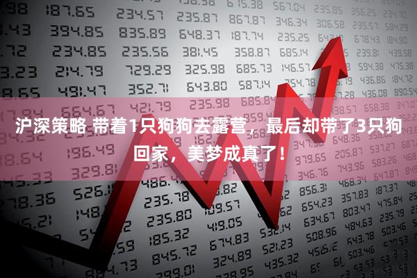 沪深策略 带着1只狗狗去露营，最后却带了3只狗回家，美梦成真了！